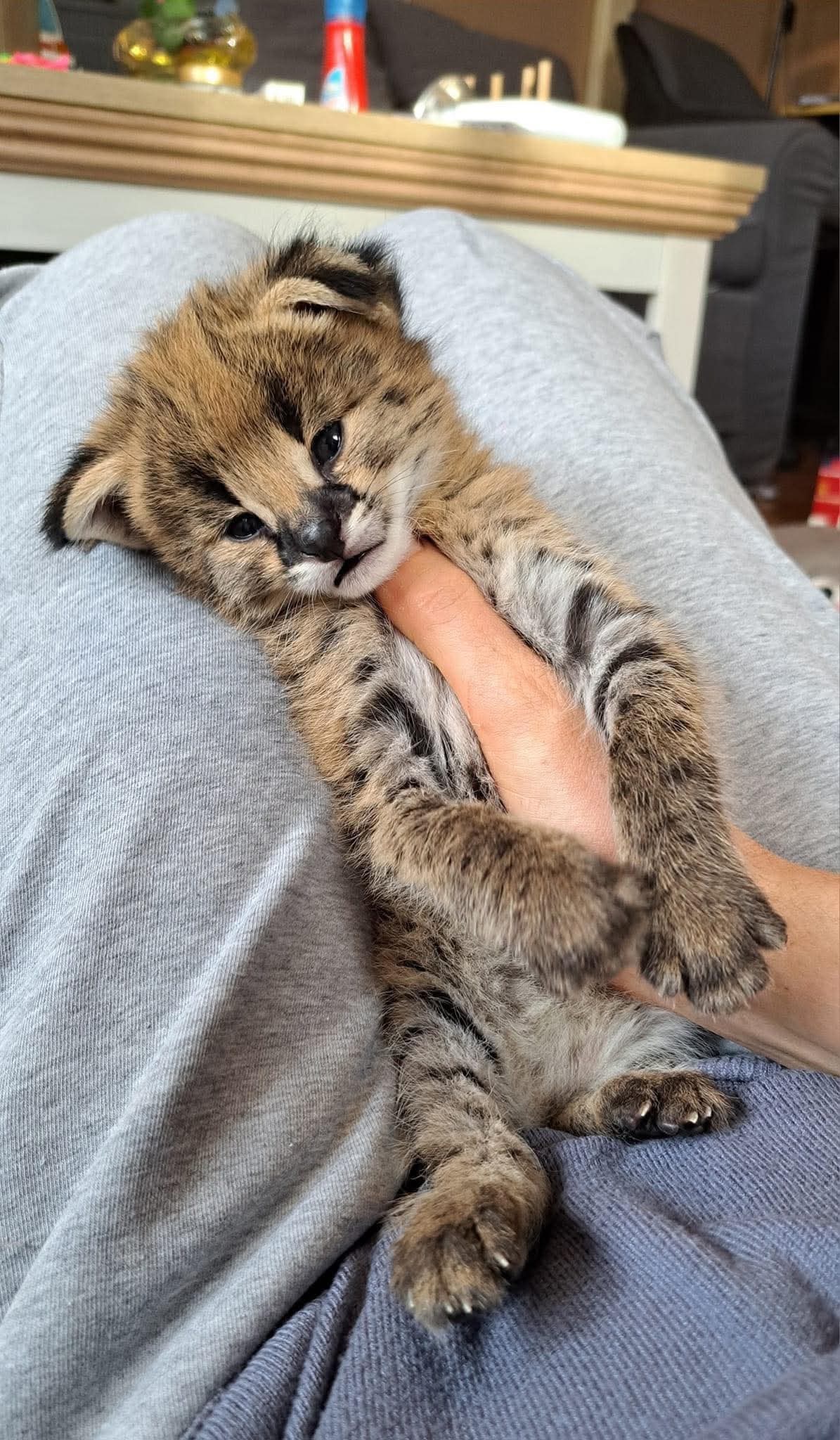 Savannah with caracals little kittens